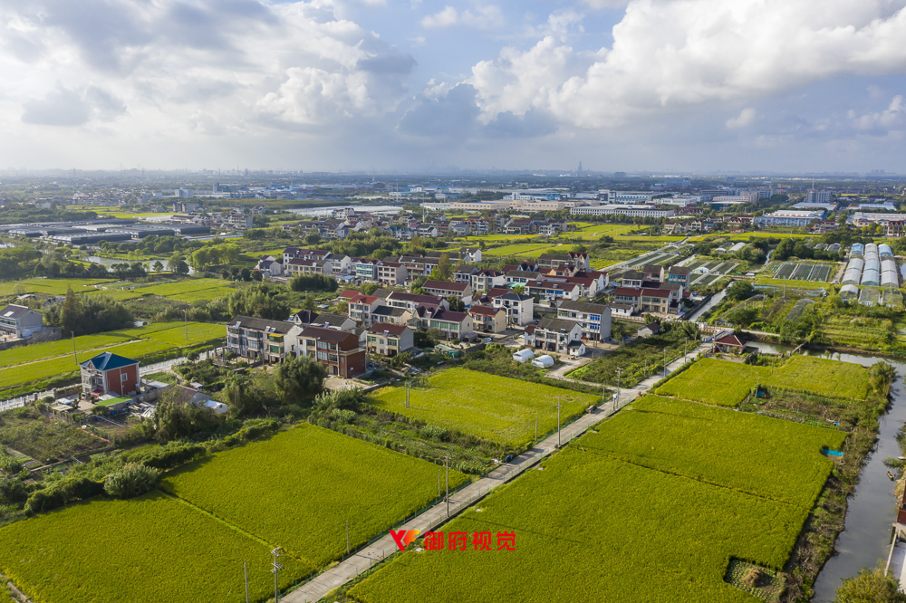 上海浦东,水稻,试验田,航拍摄影